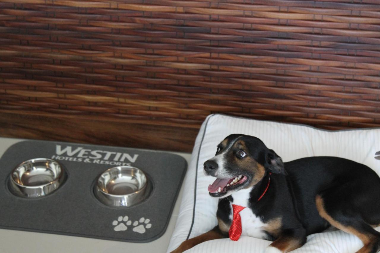 Classic Balcony 1 King, Larger Guest room,1419744639:JPEG