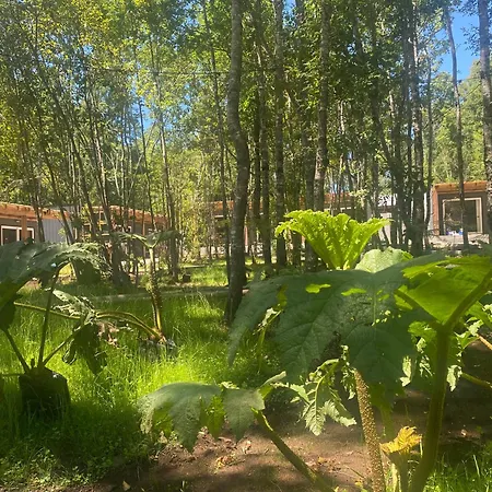 Boker Tov Pucon-3