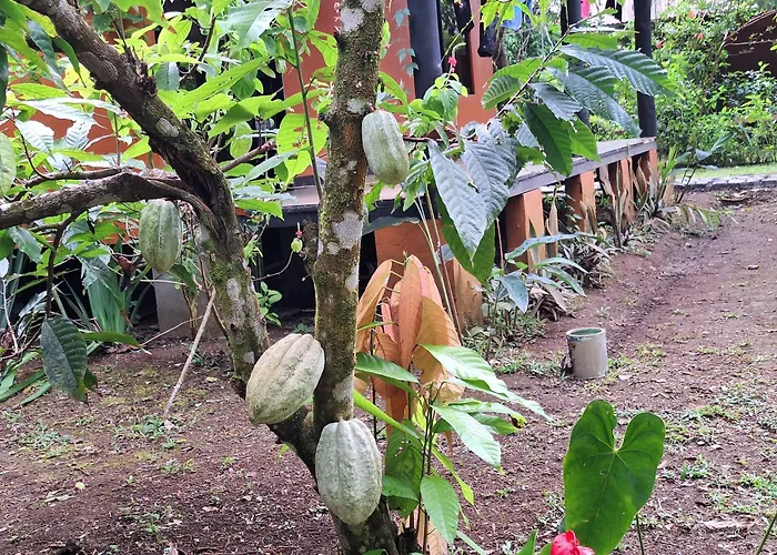 Cabinas Corcovado Green Parrot, Los Planes Drake