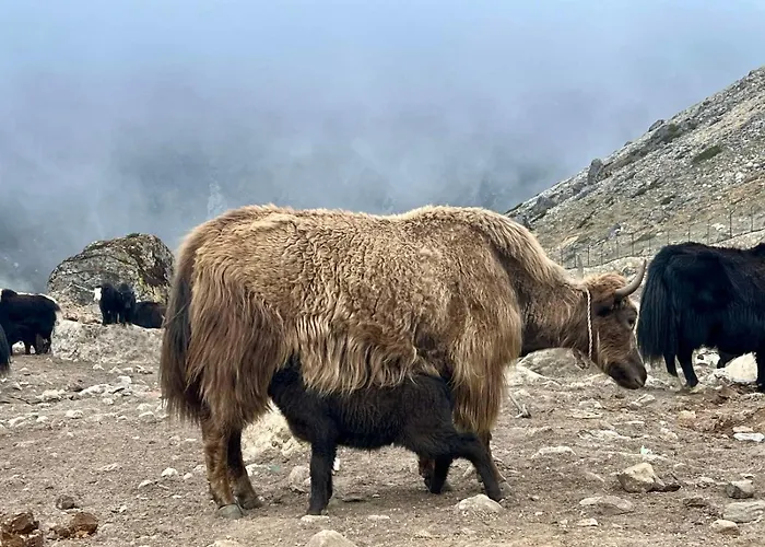 Namche Terrace
