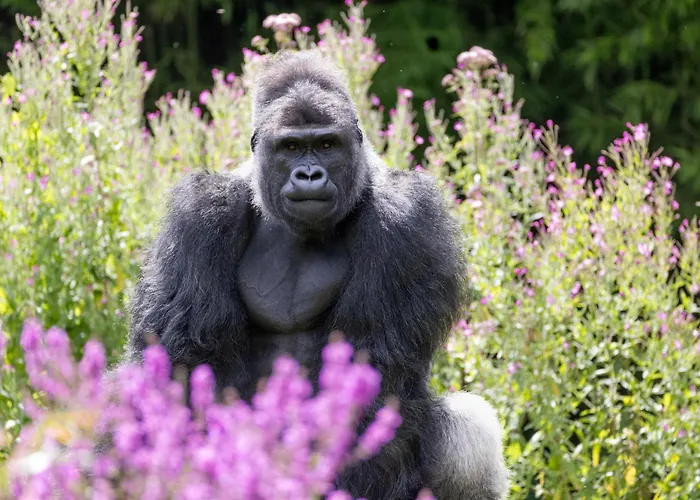 Les Jardins De Beauval