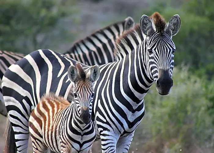 Hlosi Game Lodge