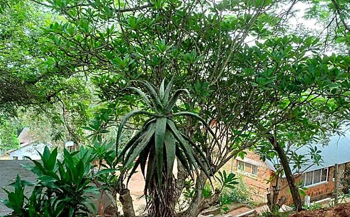 Risima Guest Lodge Hazyview