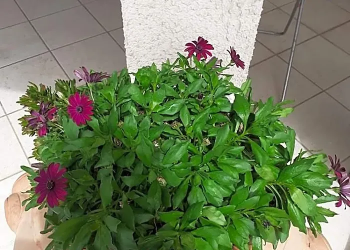 Rispescia Casa Vacanze Grosseto