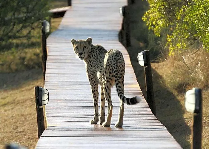 Bukela Game Lodge - Amakhala Game Reserve
