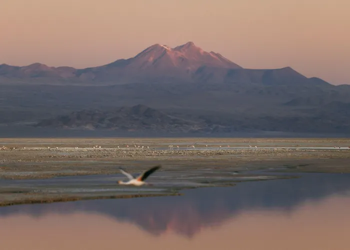 Altiplanico Atacama