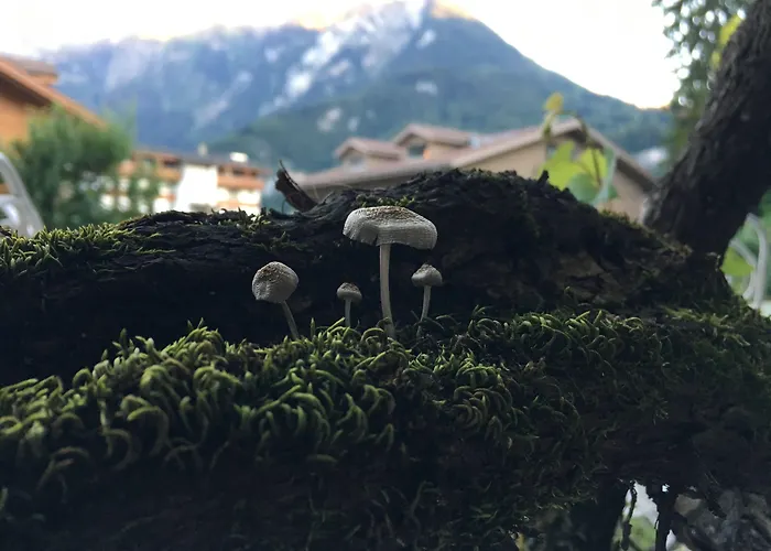 Alpenrose Hotel And Gardens